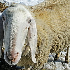 DJ SHEEP