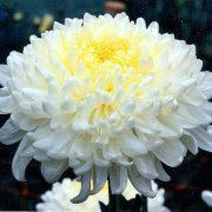 Abby Chayanith Tatsuya