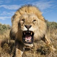 Mc Gomez Kumi Hanson