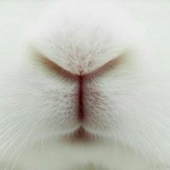 Aloïse LapetitesOrciere