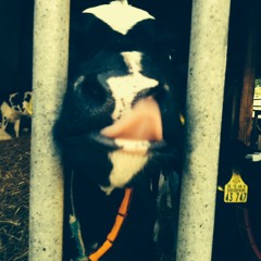 Kommissar Schneufinger