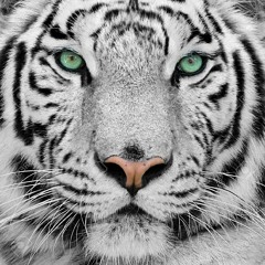 ALA_AHMED