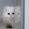 rahaf Wisam
