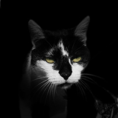 Wicked_Claude