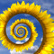 Helianthus