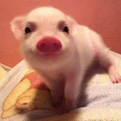 Widdle Piggle