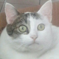 gusta reis