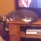 evie 11232