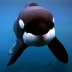 Lucie Marie Félicie