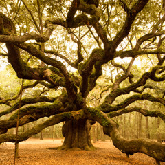 treejosephine