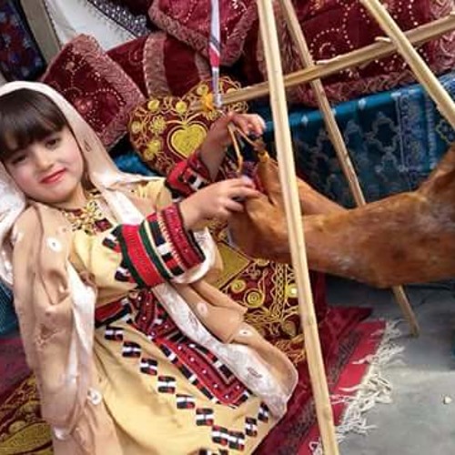Shahjan Dawoodi Balochi Song -Shanko Mana Behaal Maka