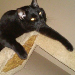cookiecat