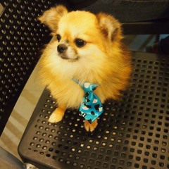 [Acoustic Cover] EXO-K | "Growl 으르렁"