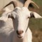 Boss Goat