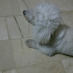 The Priviledge Sound