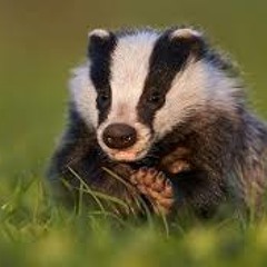 Badger