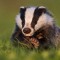 Badger