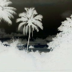 IAllfree