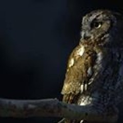 Mussol Carlos Cordero