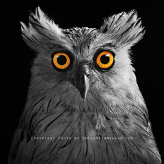 Virginie Mino-Vercellis