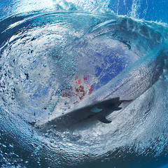 SurfersParadise?!