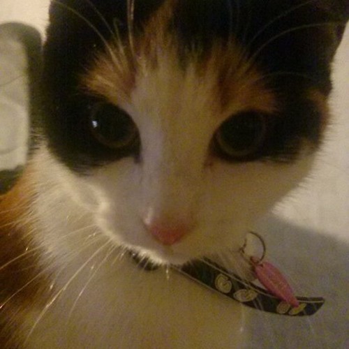 Crossfade - Colors (Intro Cover) #1