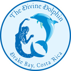 Divine Dolphin