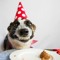 Happy Doggy