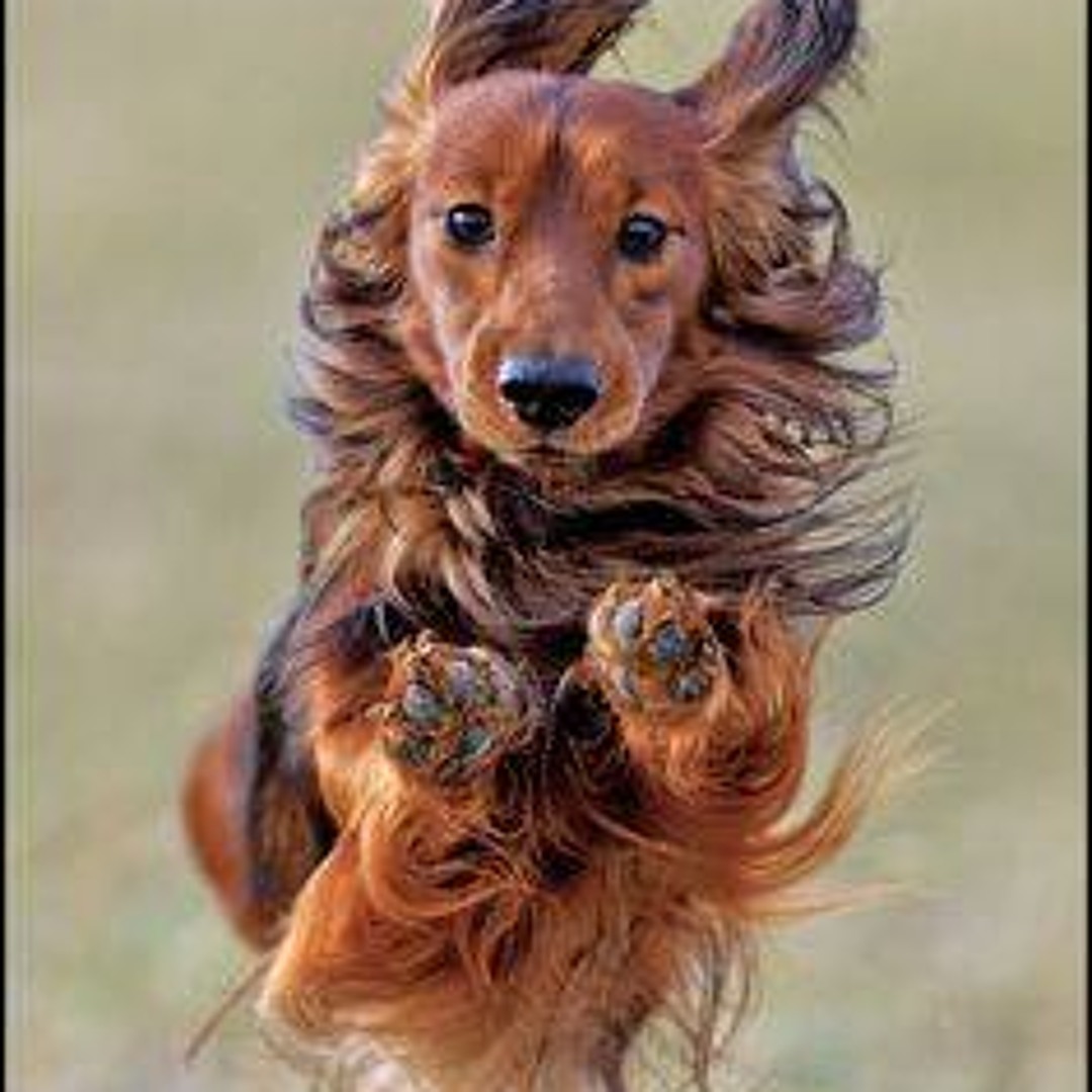 Stream wanwandaisuki music | Listen to songs, albums, playlists