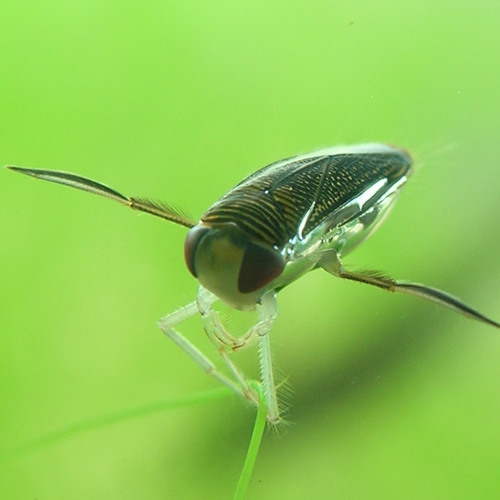 Stream Micro Necta Listen To Sebastian Voigt Playlist Online For Free