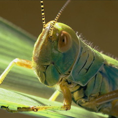 grasshopperbob