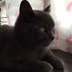 Pandacoinscollector.com