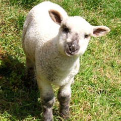 New Zealand Pocket Radio