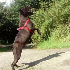 Dan Mathew Nicholson