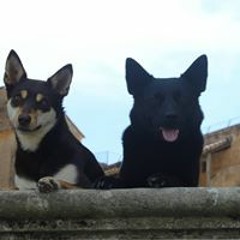 Linda Janssen Steenberg