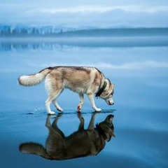 Shereen_2014_W_Meen_Ekhtar