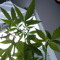Tim_420_AC