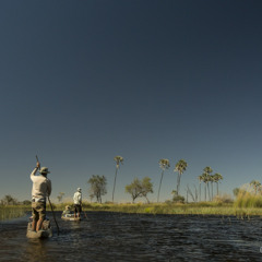 Field Recording: Reed Frogs In The Delta