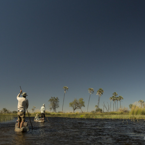 Field Recording: Reed Frogs In The Delta