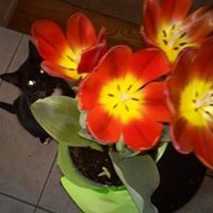 Helen Mourousas Comeau