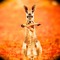 Thibaud