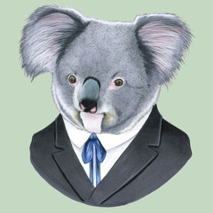 Mojo Koala