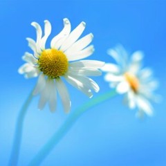 سورة يس للقارئ الشيخ محمود خليل الحصري