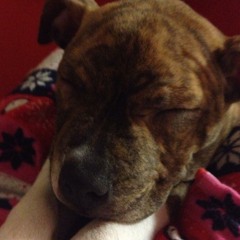 Steve William Rogers