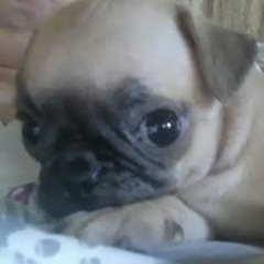 Debra Keiffer-Procious