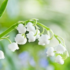 نغم آخر ♥️