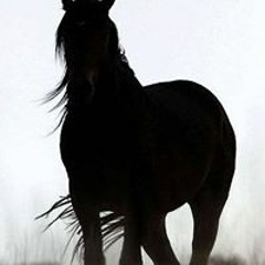 Karama Shaban