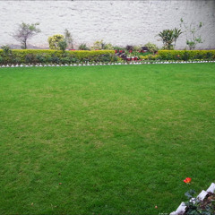 Shahzaib Kiani