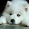 Furry Pup Wolf