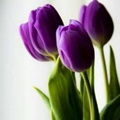 Aubrey Loraine Rollo